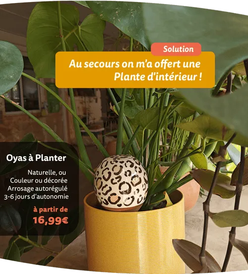Plante d'intérieur